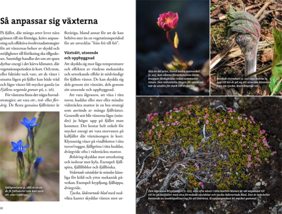 CALAZO Flora För Fjällvandrare på