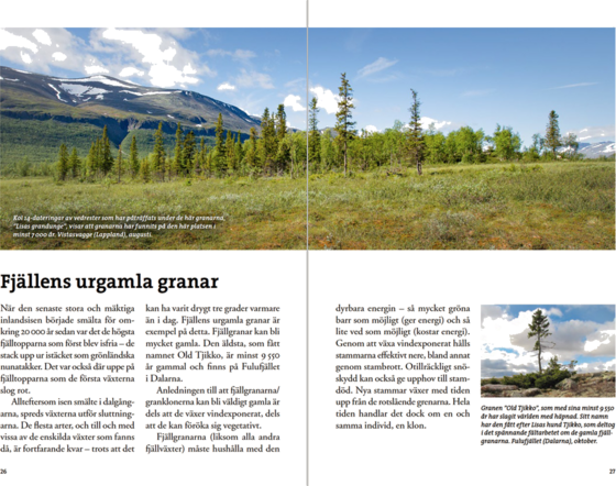 CALAZO Flora För Fjällvandrare på