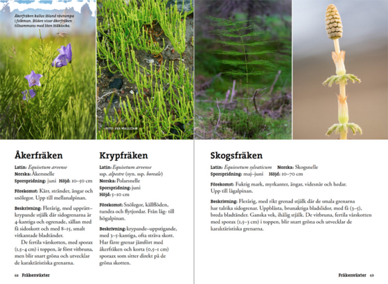 CALAZO Flora För Fjällvandrare på