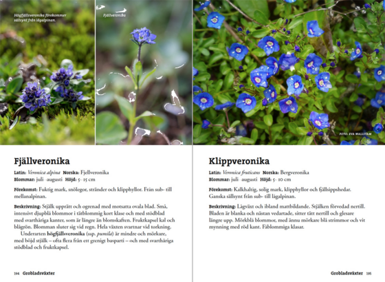 CALAZO Flora För Fjällvandrare på